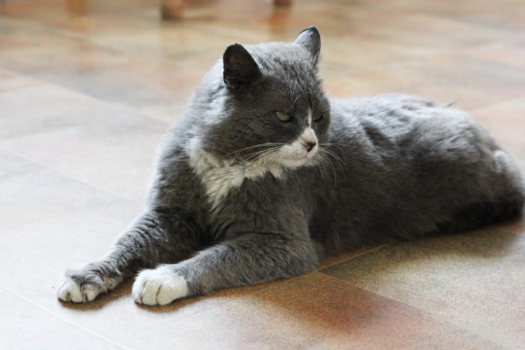 Se hai un gatto in casa c'è un rischio davvero alto con le cimici da letto