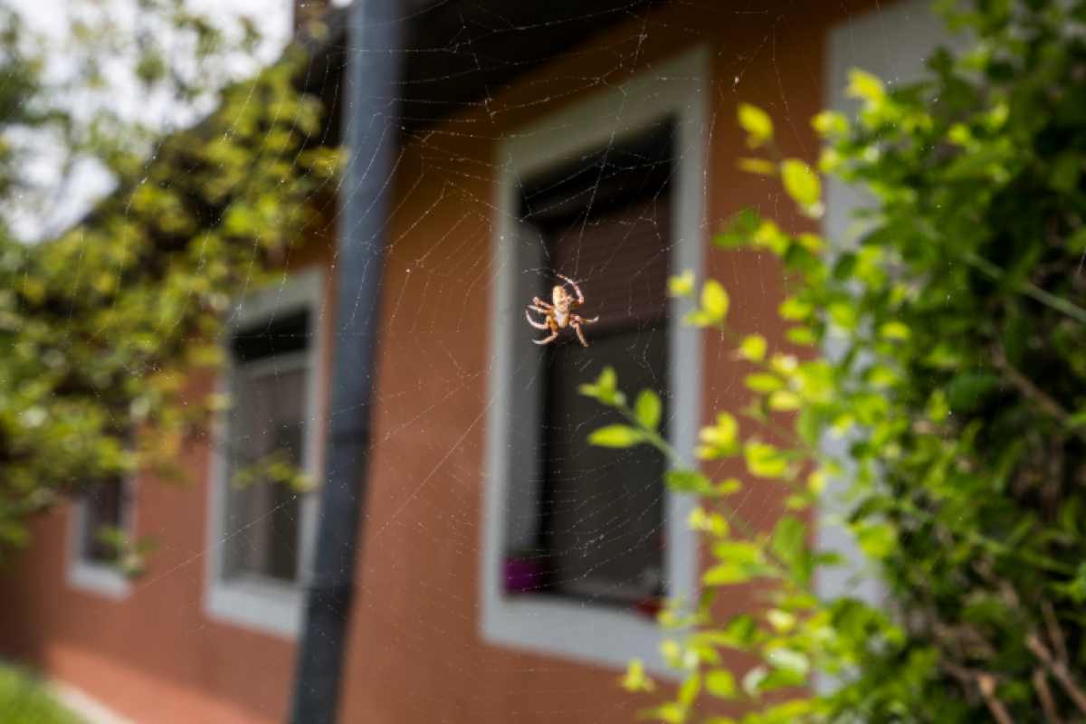 Non devi uccidere i ragni in casa, ecco perché