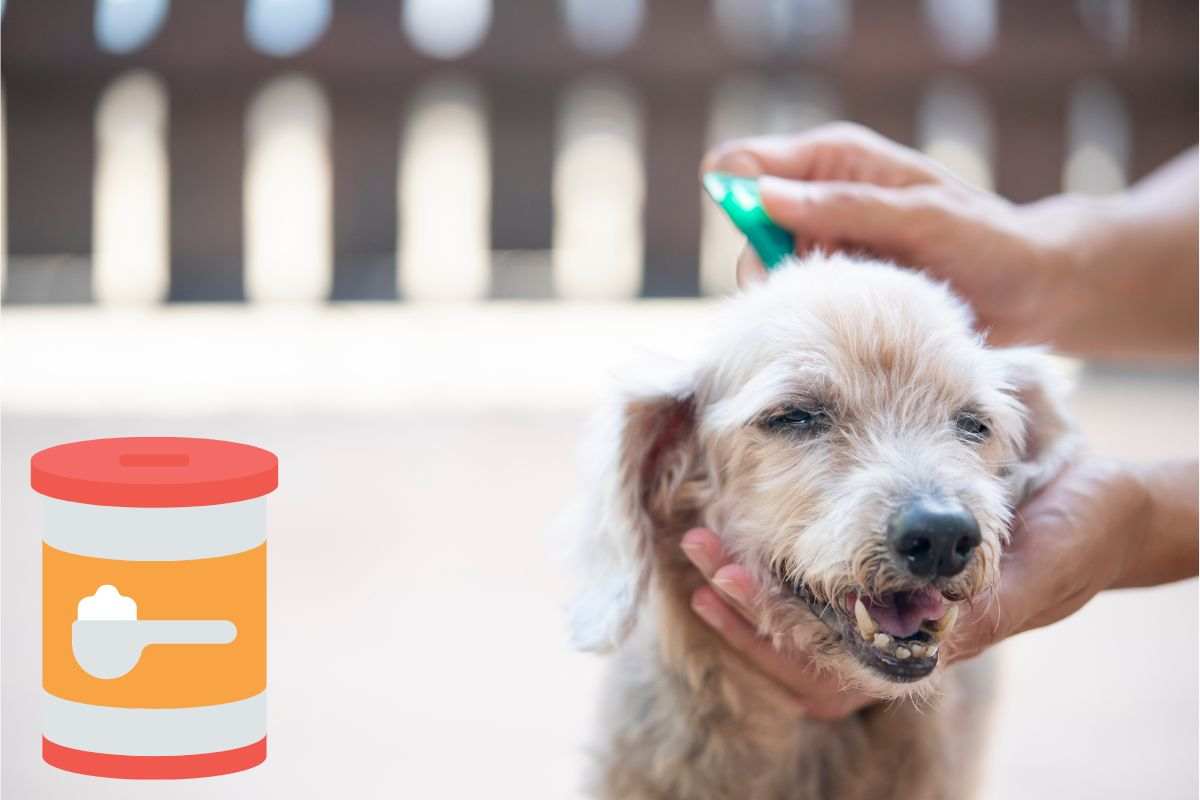 bicarbonato per il cane con le pulci