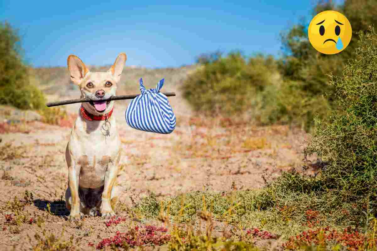 cane abbandonato cosa fare