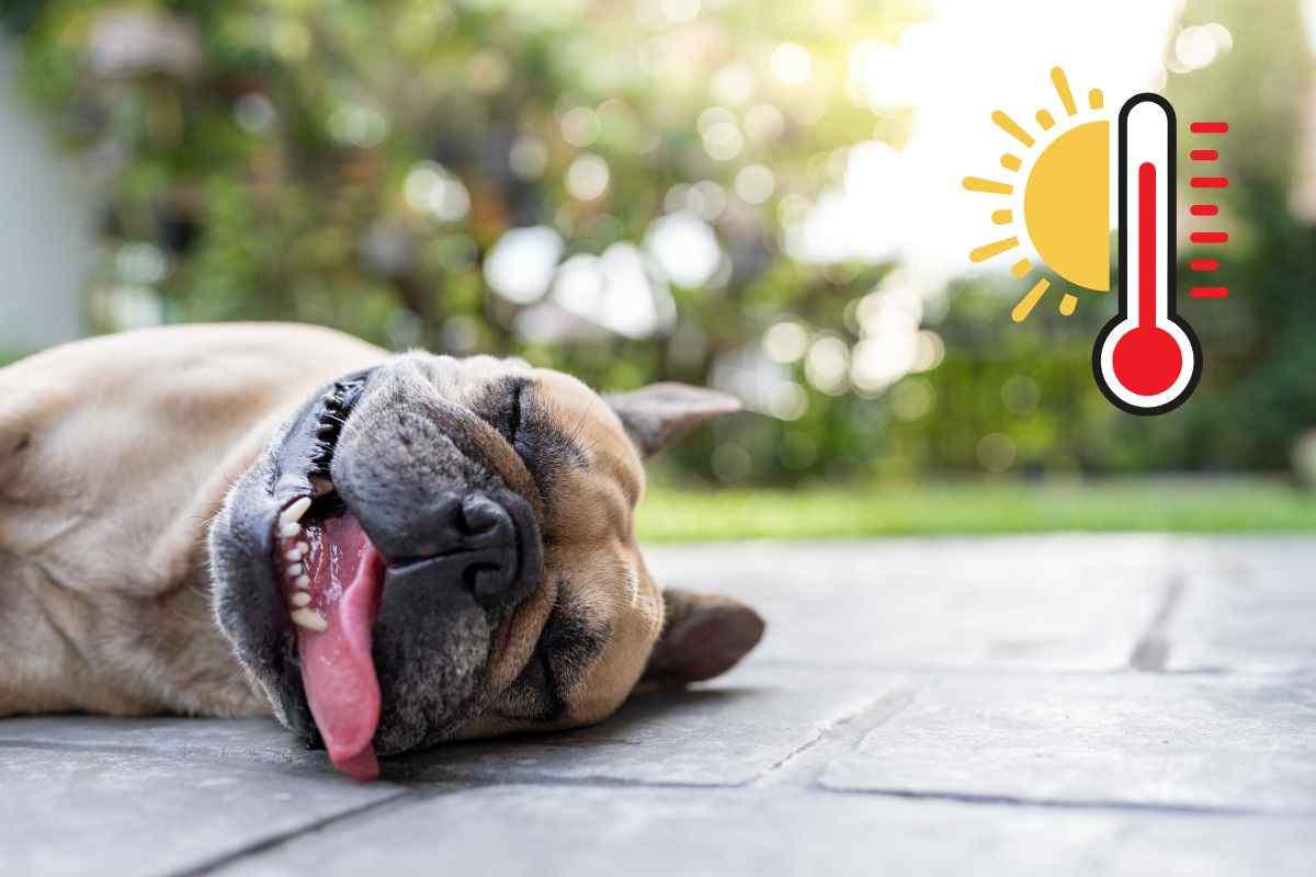 cane e colpo di calore