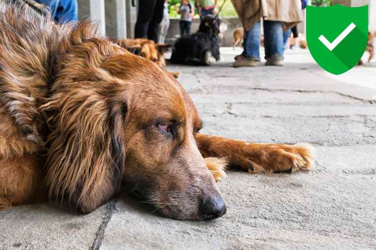 consigli per cane anziano