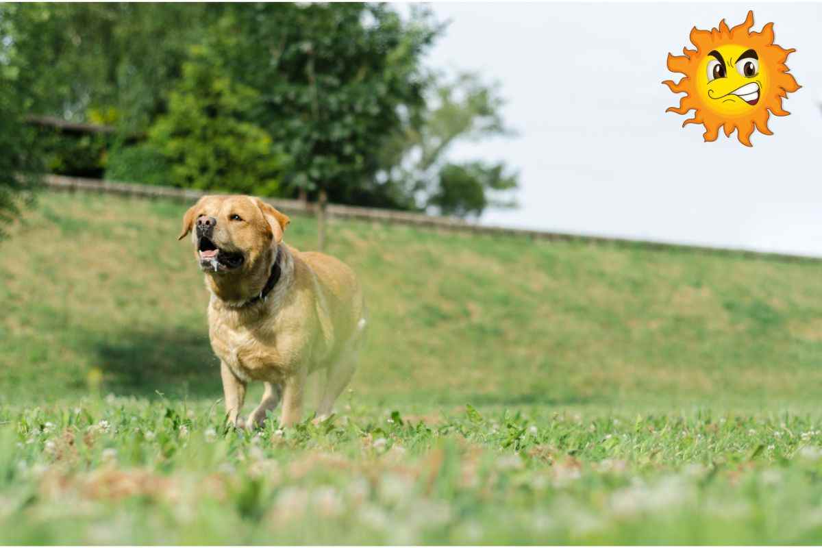 cani anziani e caldo