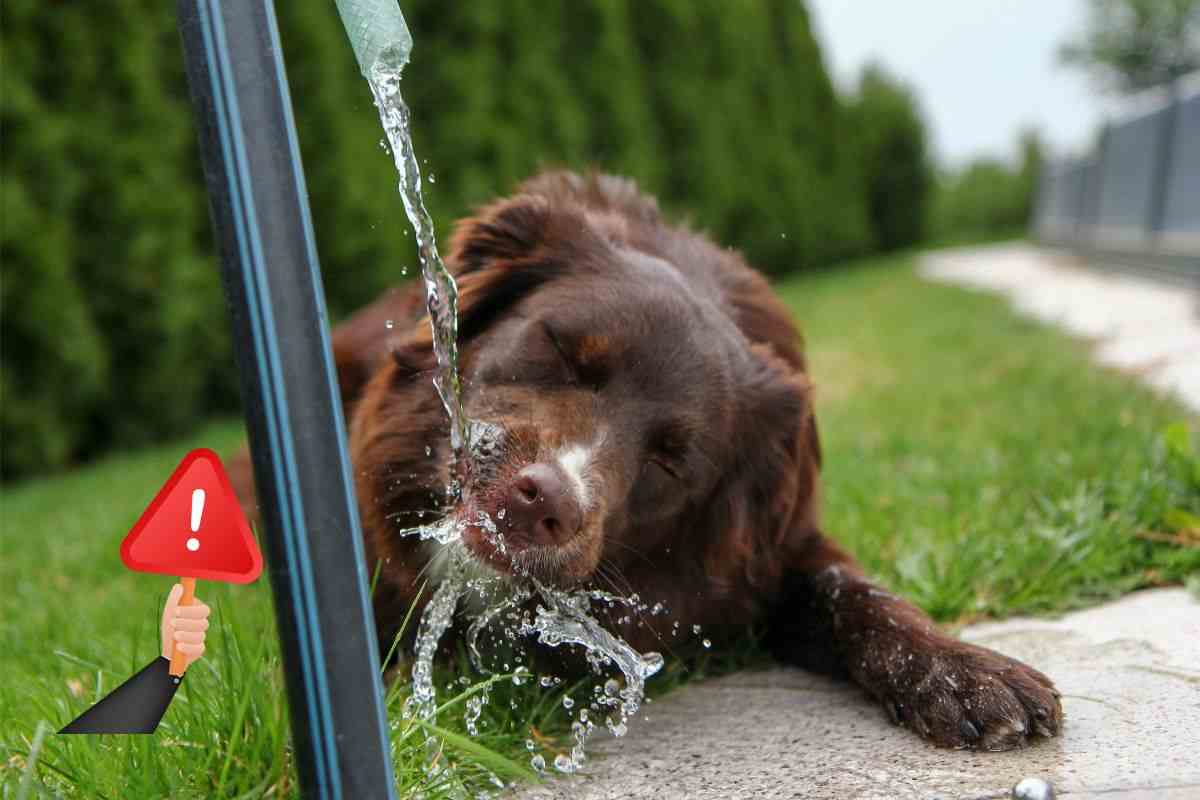 acqua del rubinetto al cane