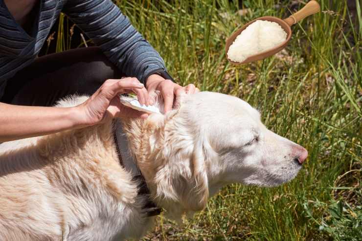 bicarbonato sul cane