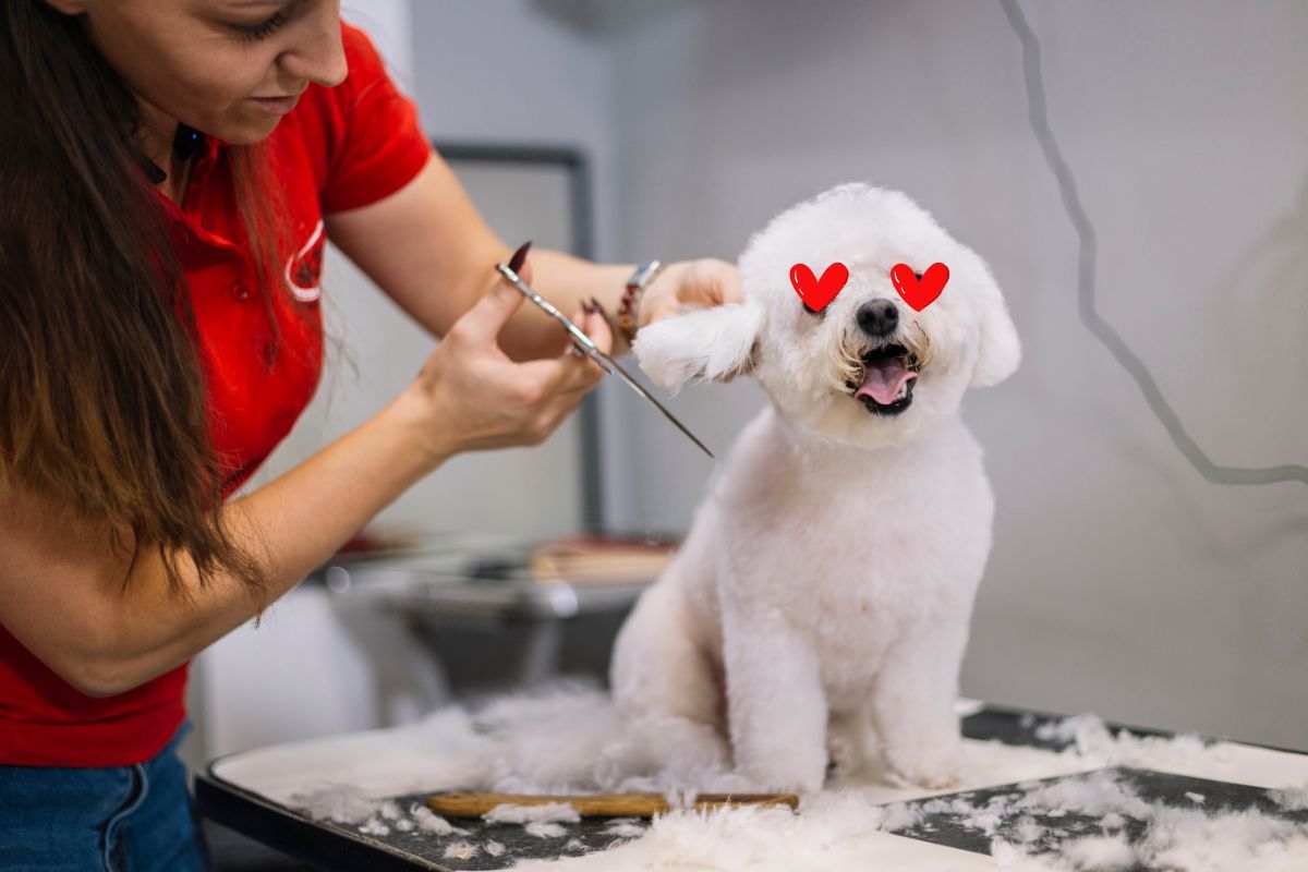 pelo del cane