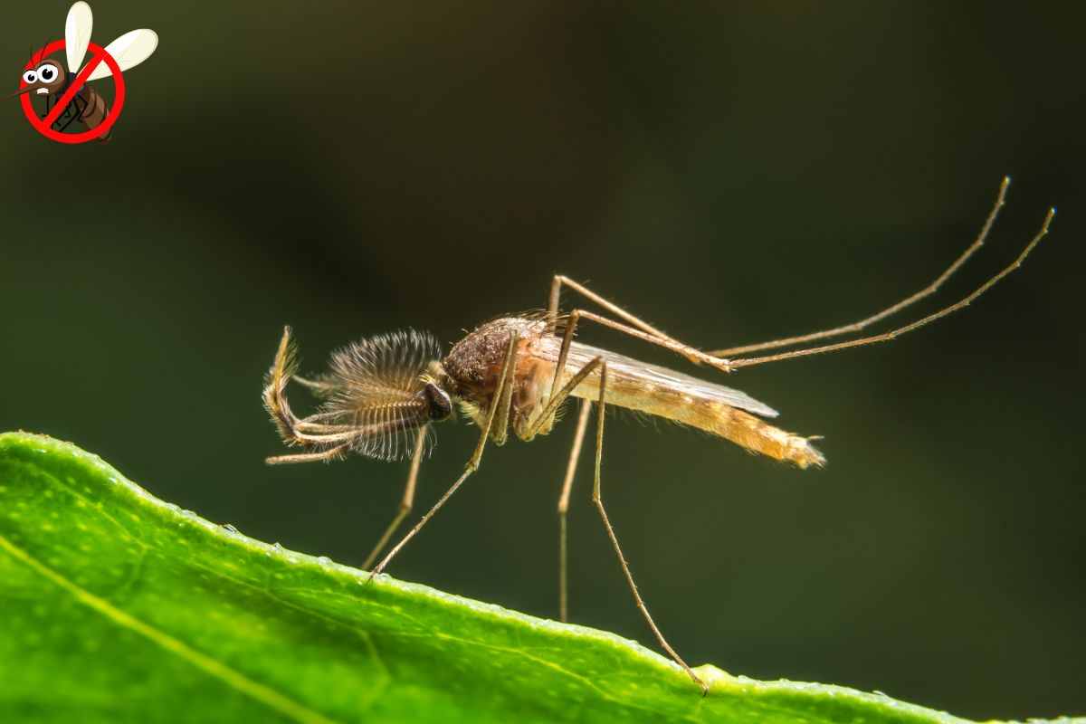 tipule e chironomidi