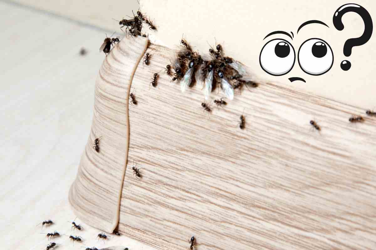 formiche sul letto