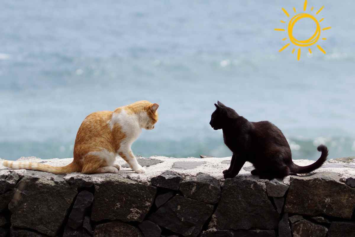 gatto in spiaggia