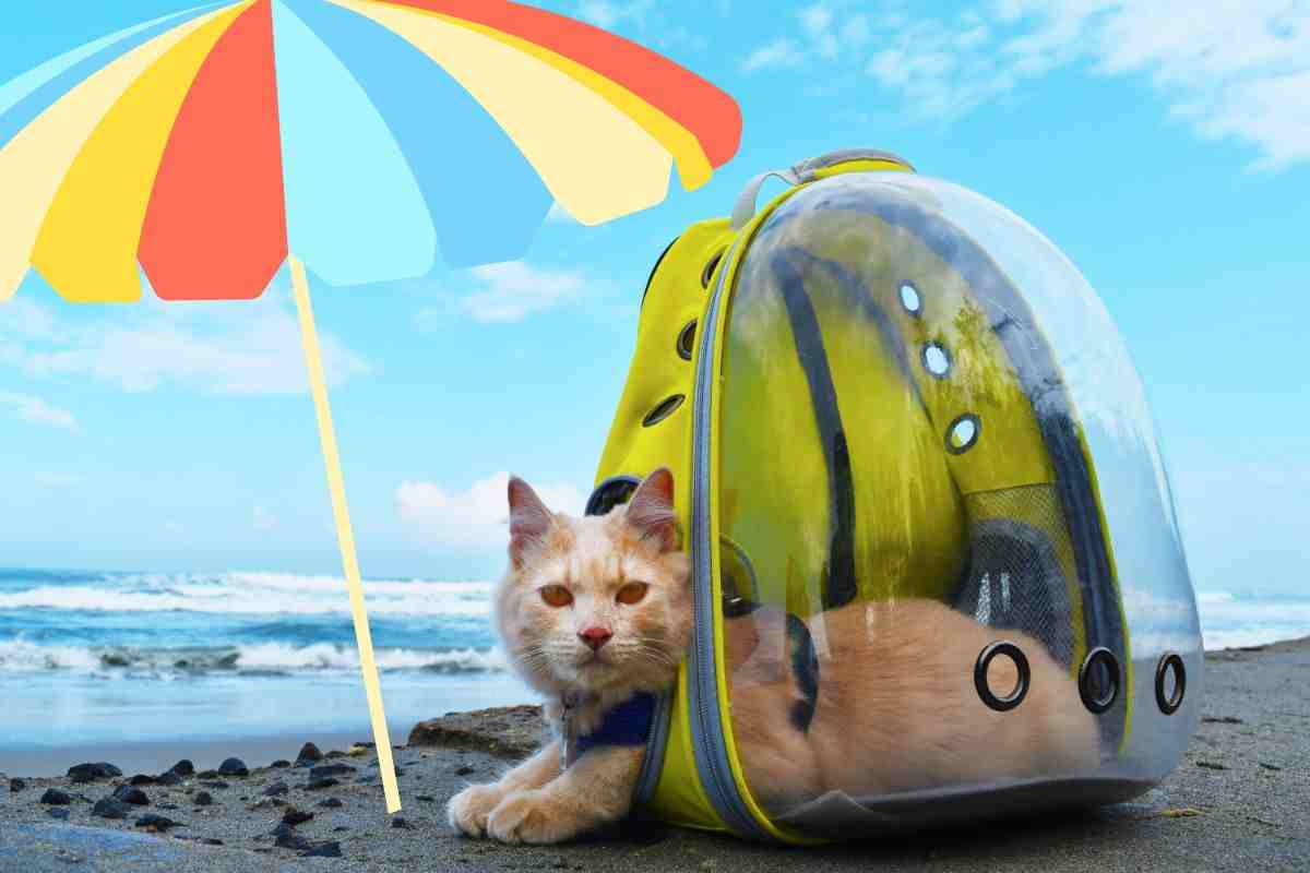  portare il gatto al mare