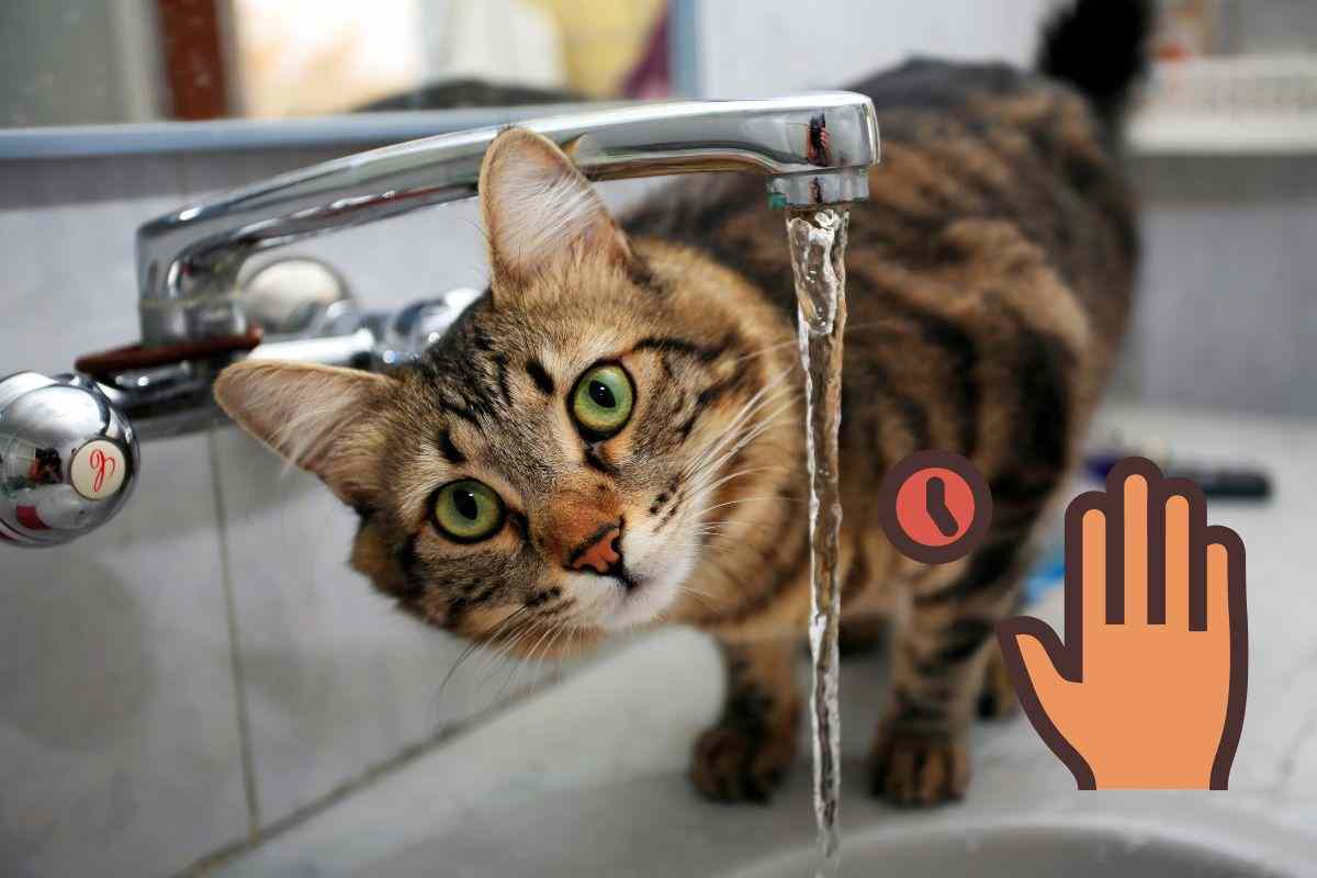 acqua del rubinetto al gatto