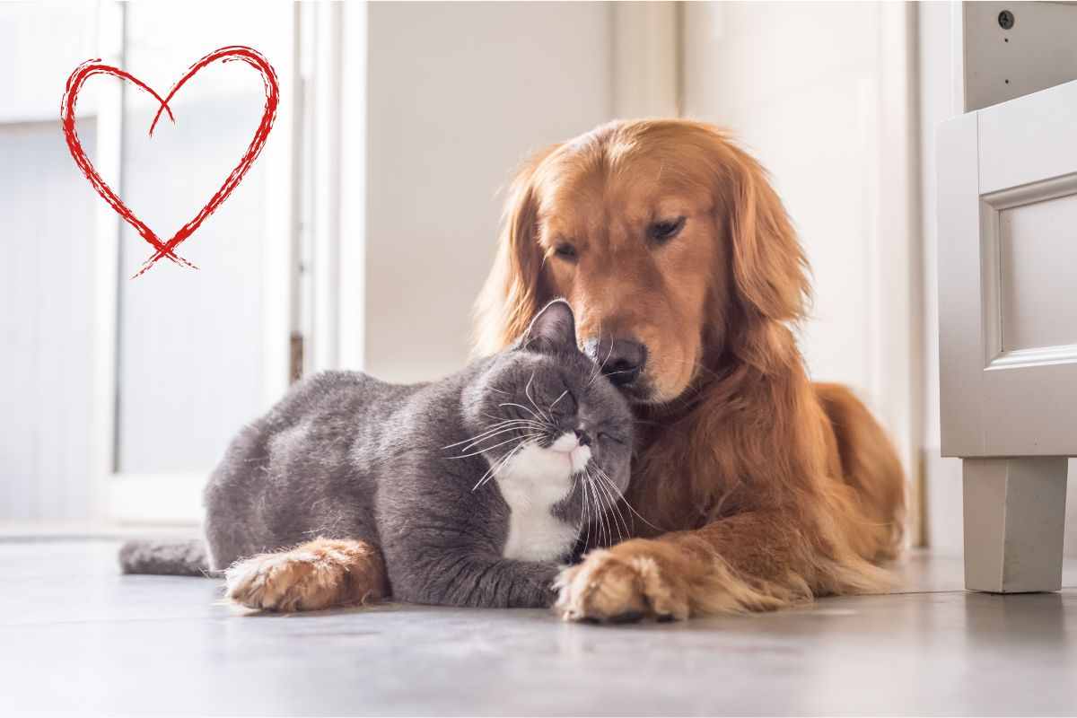 allungare la vita a gatto e cane