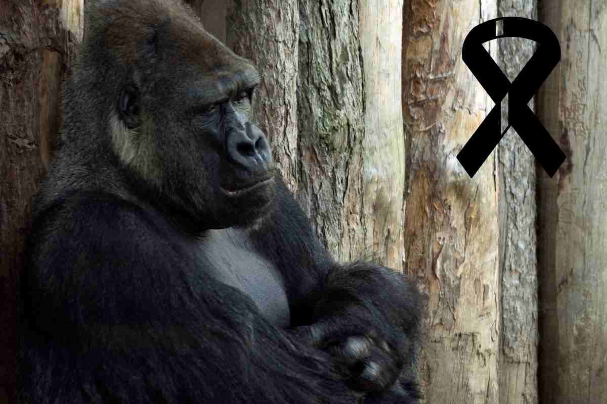 morto gorilla triste