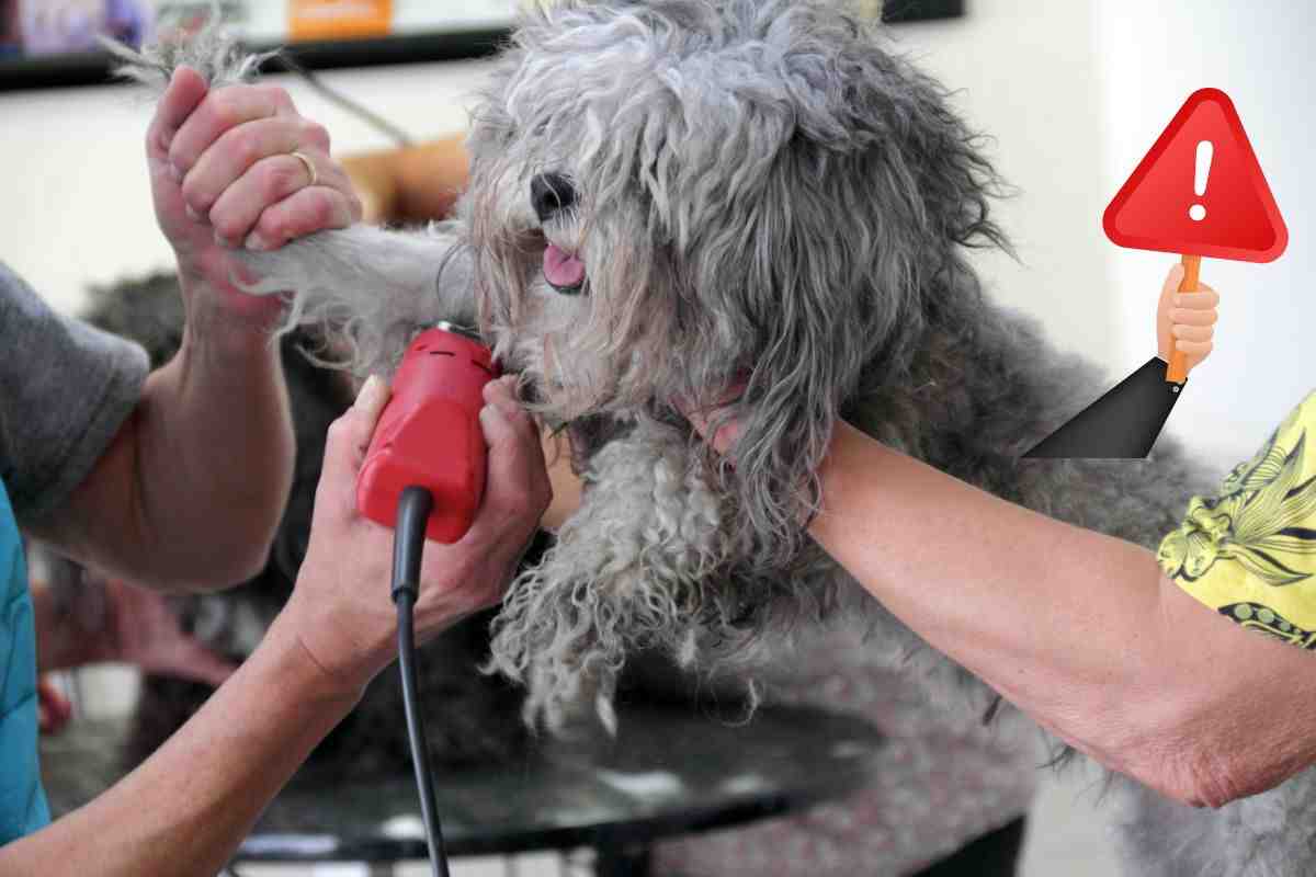 rasare il pelo al cane