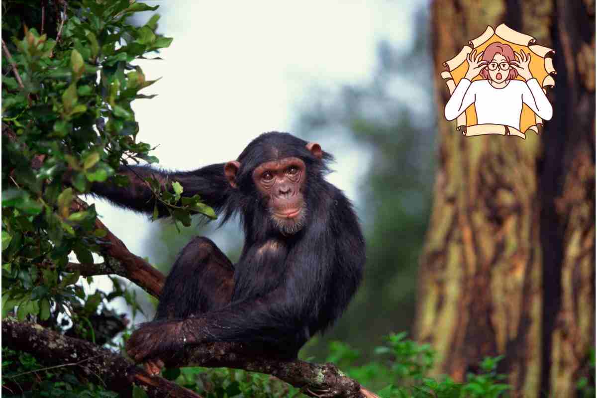 gli scimpanzé comunicano come gli umani