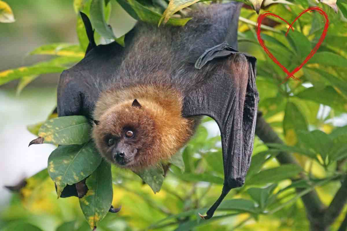 pipistrello in casa