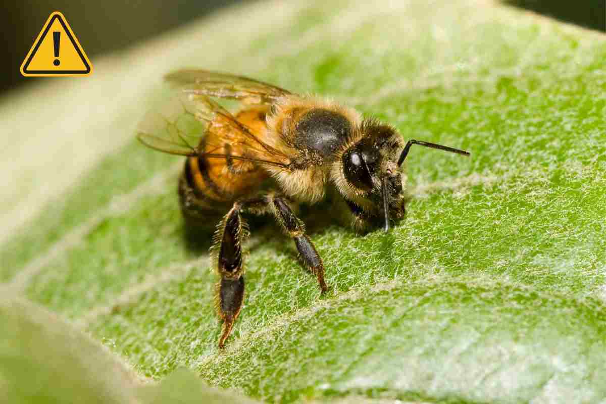 insetti pericolosi