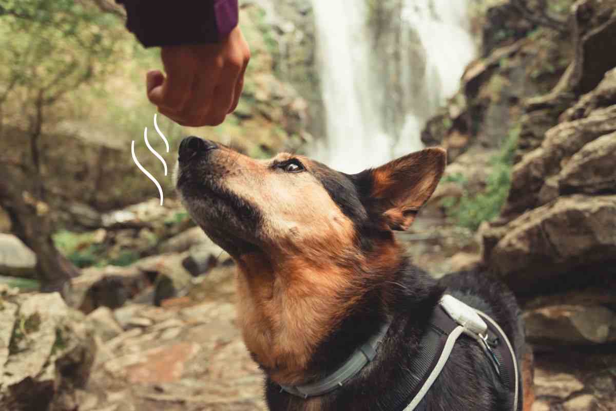 cane e stress umano