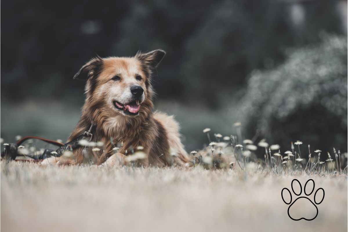 il mio cane è anziano