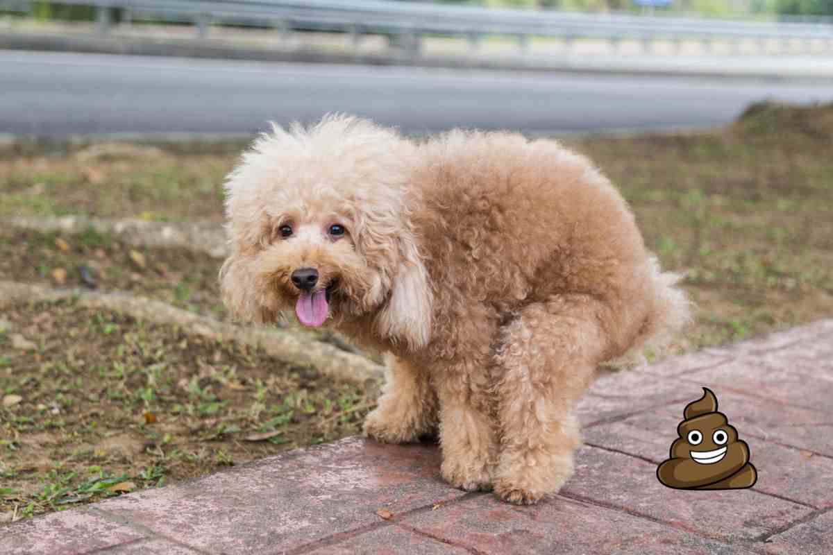 escrementi dei cani