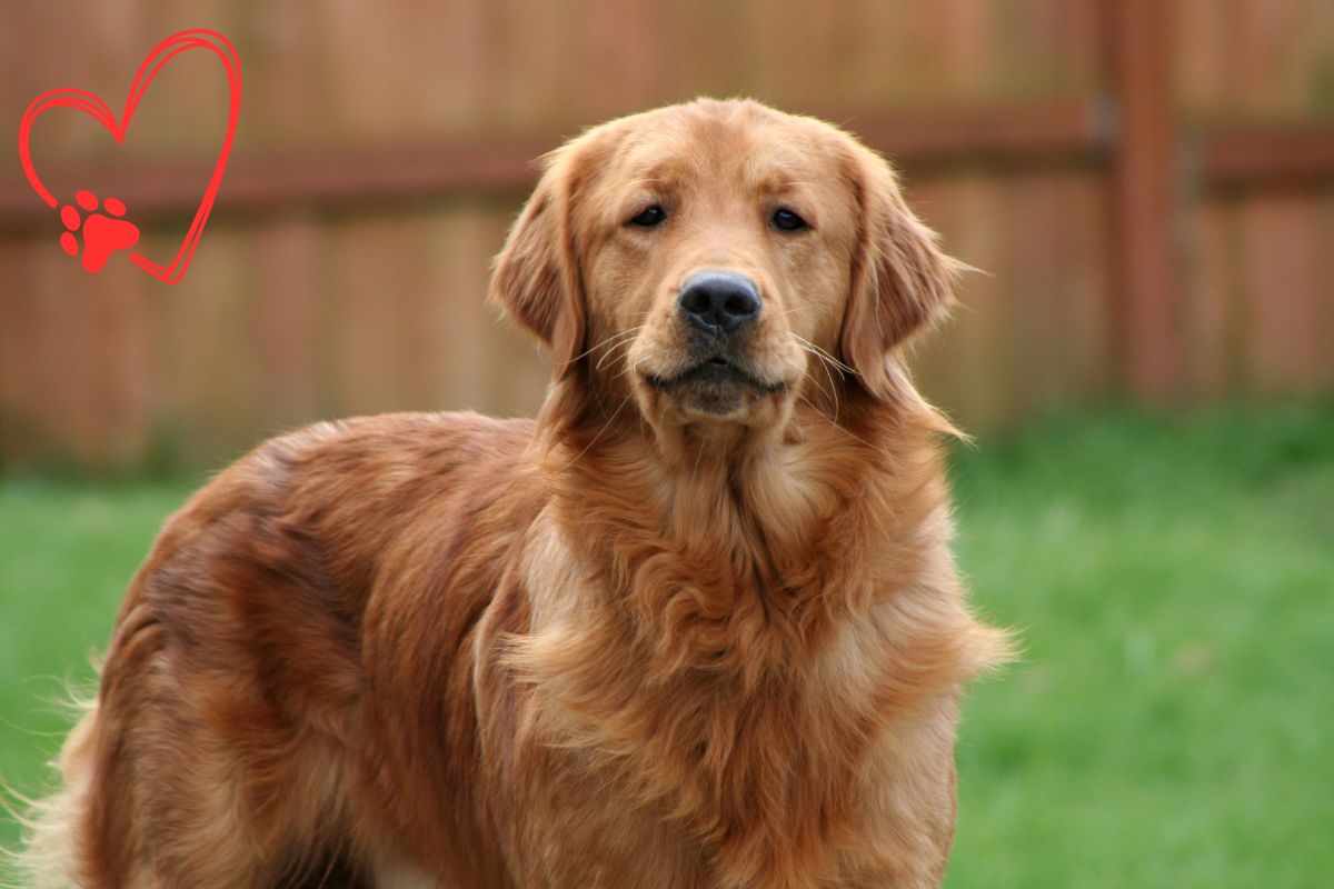 golden retriever