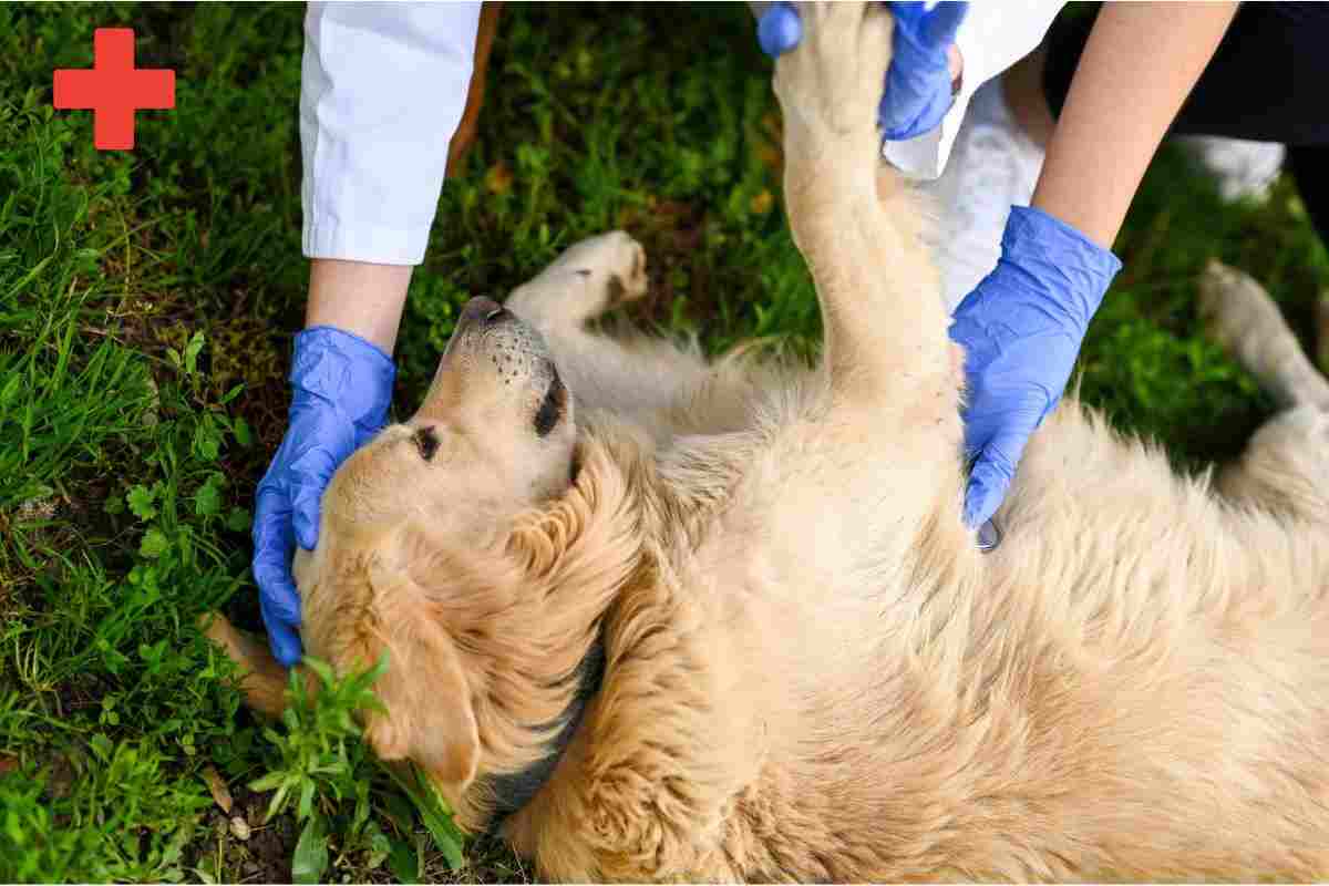 cane primo soccorso  