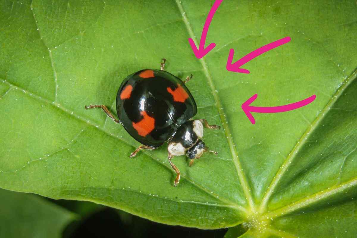 coccinella arlecchino  