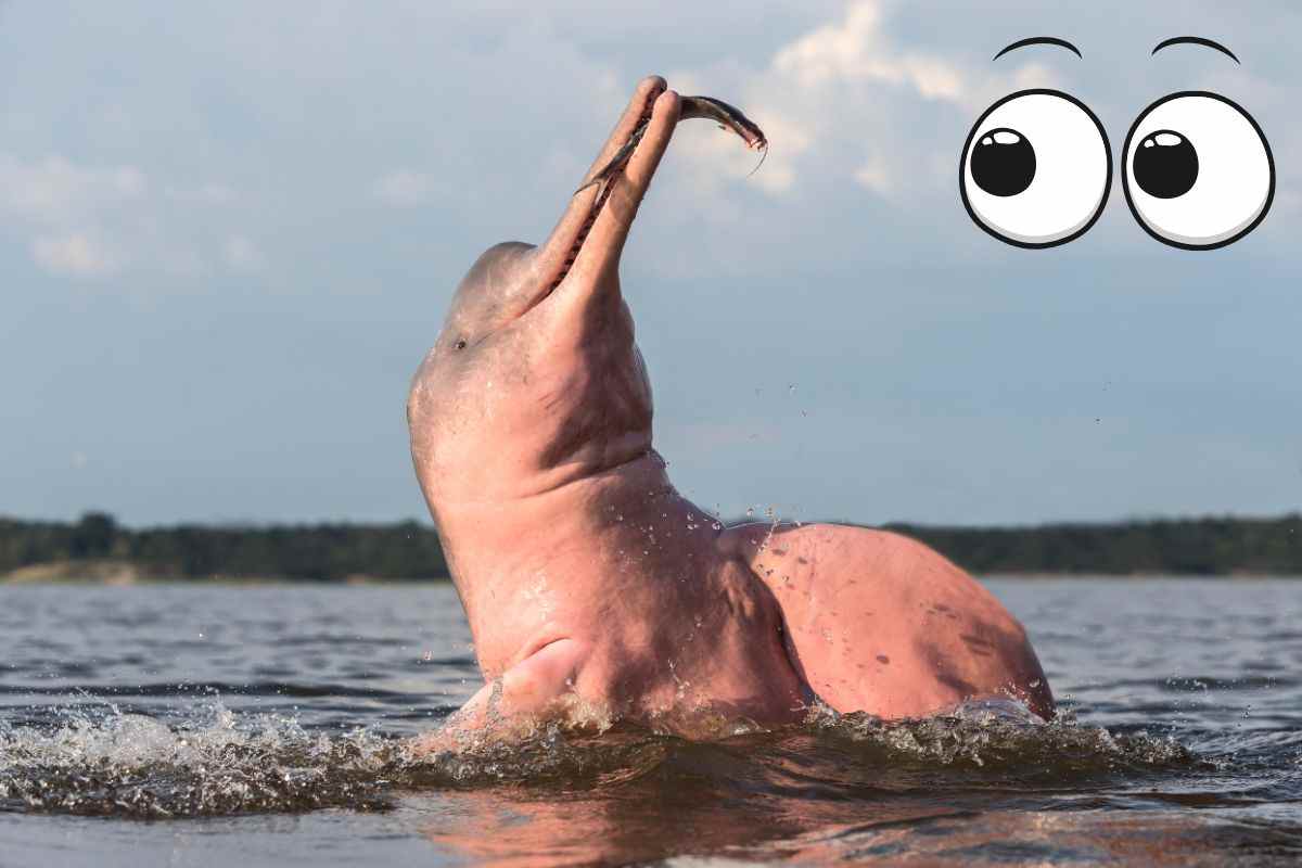 delfino rosa caratteristiche