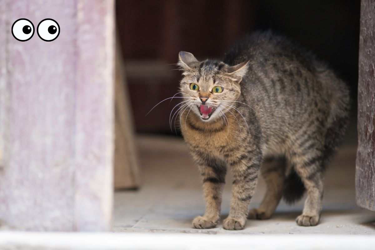 il vostro gatto soffia