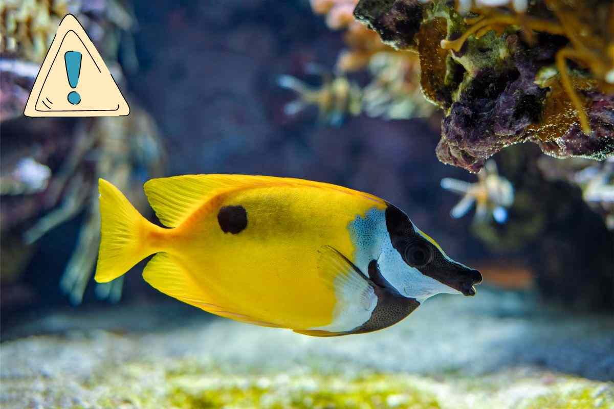 scelta dei pesci in acquario