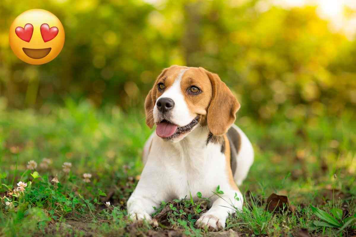 malattie beagle