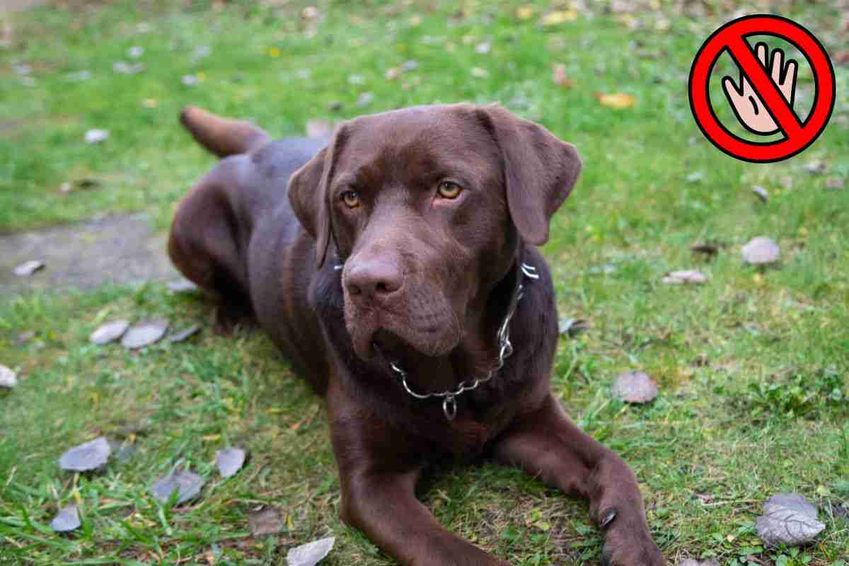 cane con nastro giallo