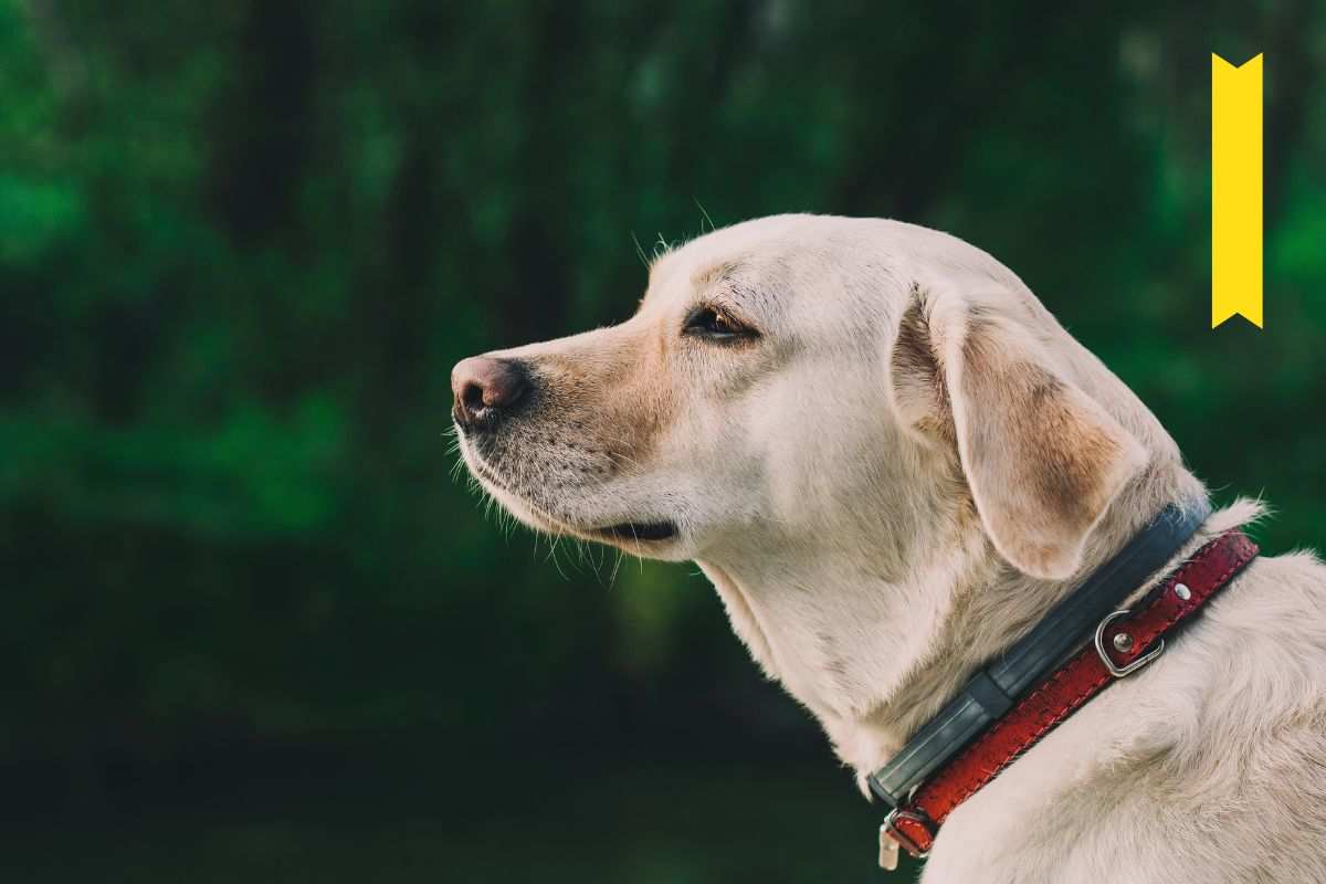 BeliceWeb.it - Cosa significa il nastro giallo sul collare dei cani: attenzione a questi simboli