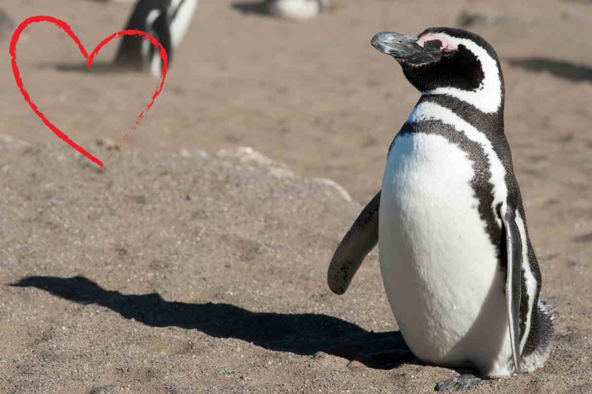 pinguino amicizia uomo