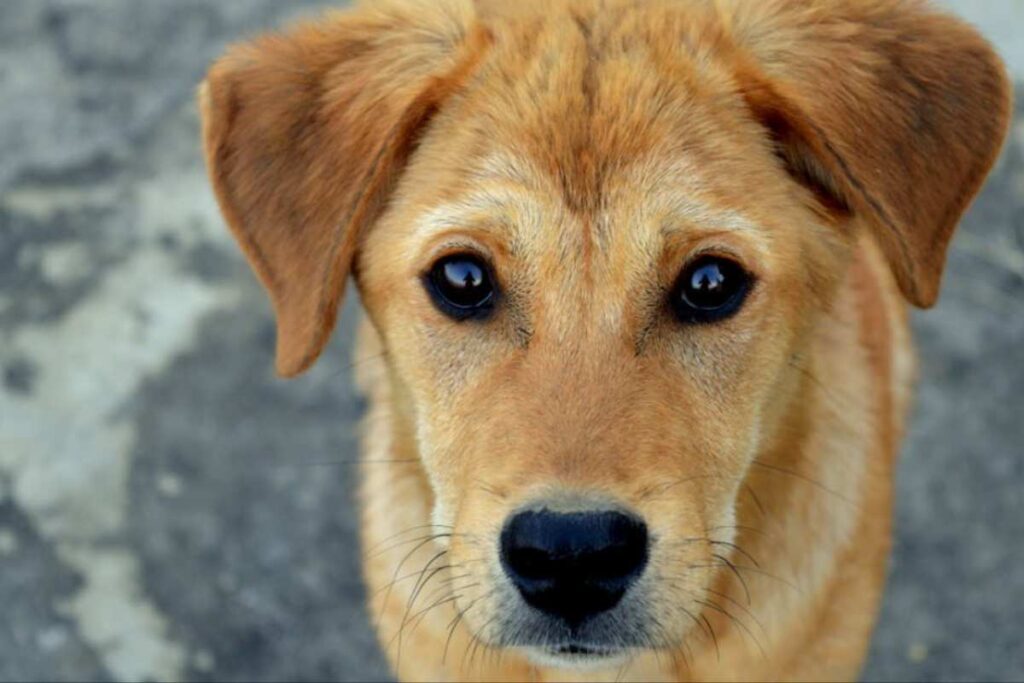 La storia della cagnolina Molly