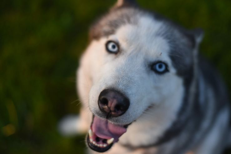 Cane husky