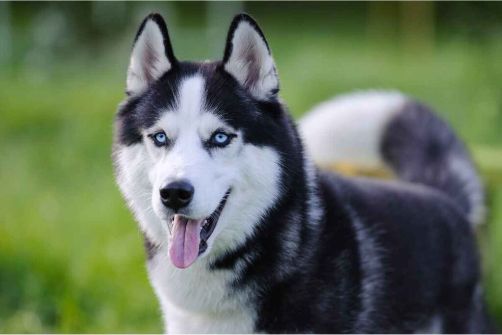 Cane husky