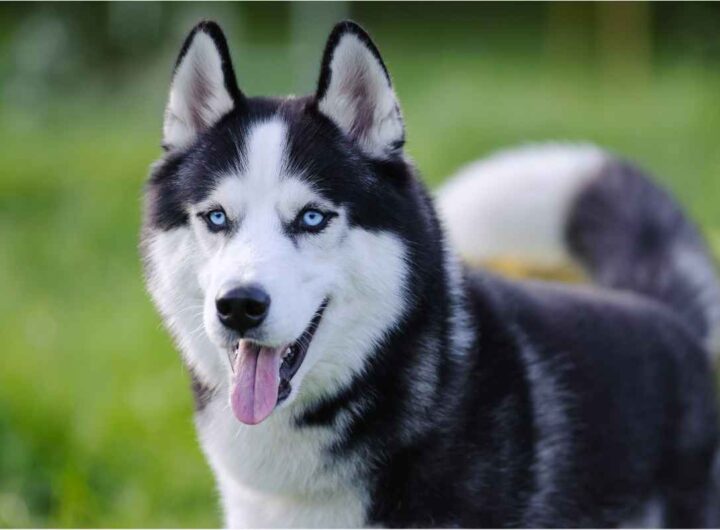 Cane husky