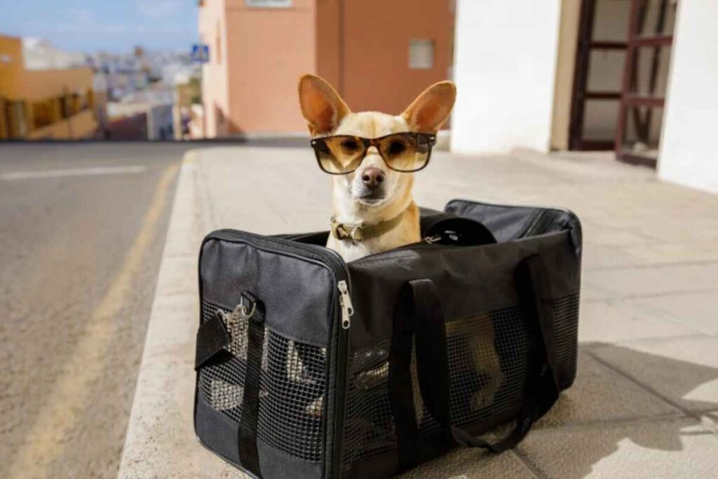 Viaggiare col cane