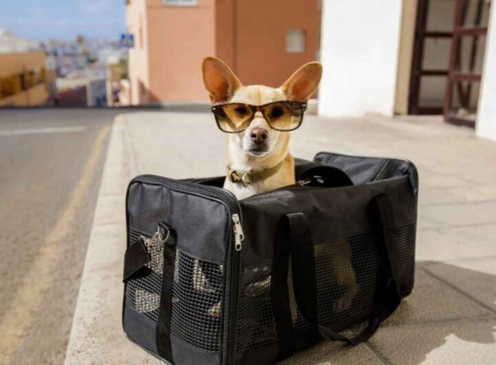 Viaggiare col cane