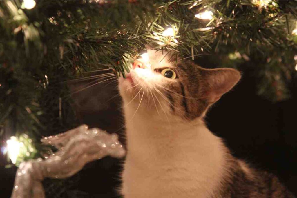 Gatto albero di Natale