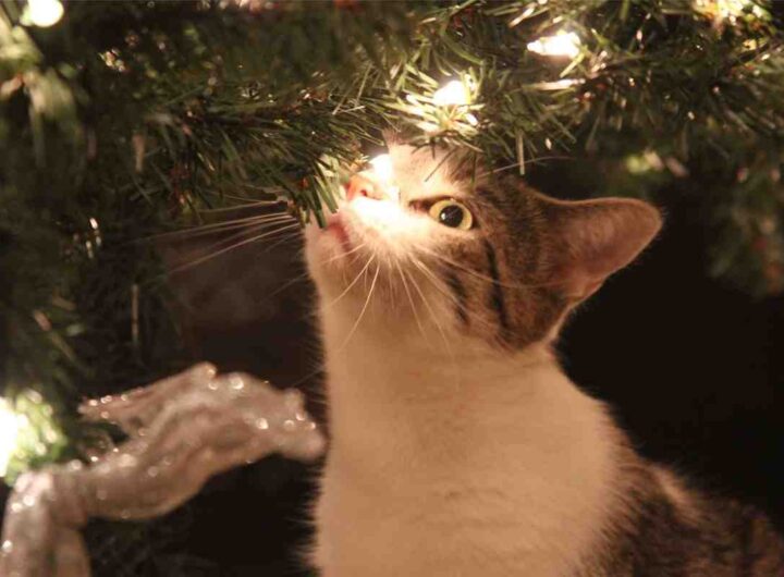 Gatto albero di Natale