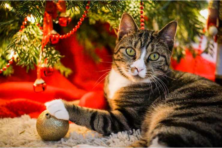 Gatto albero di Natale