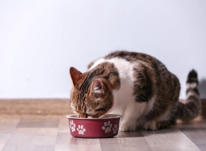 Alimentazione gatto