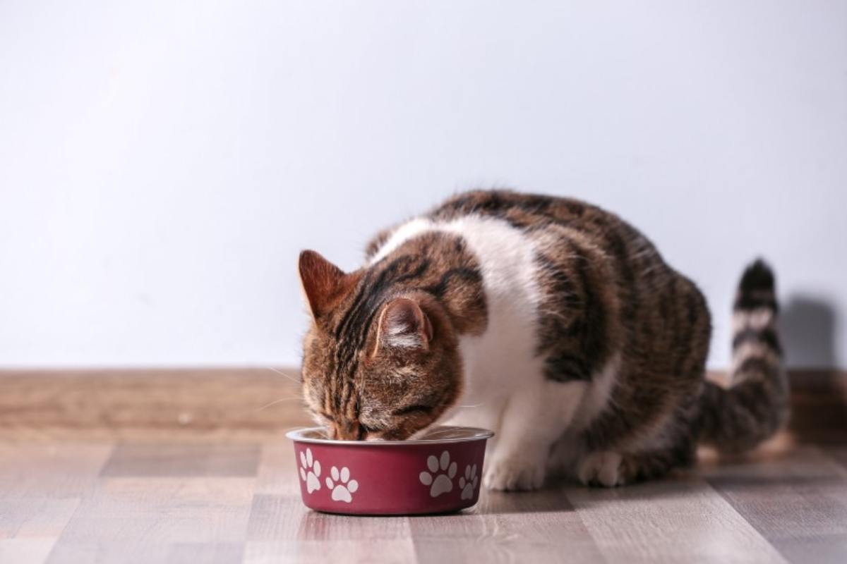 Alimentazione gatto