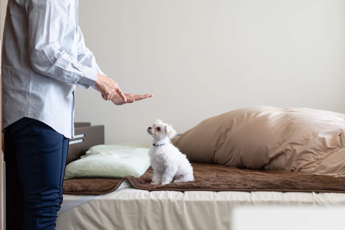 Addestrare il tuo cucciolo