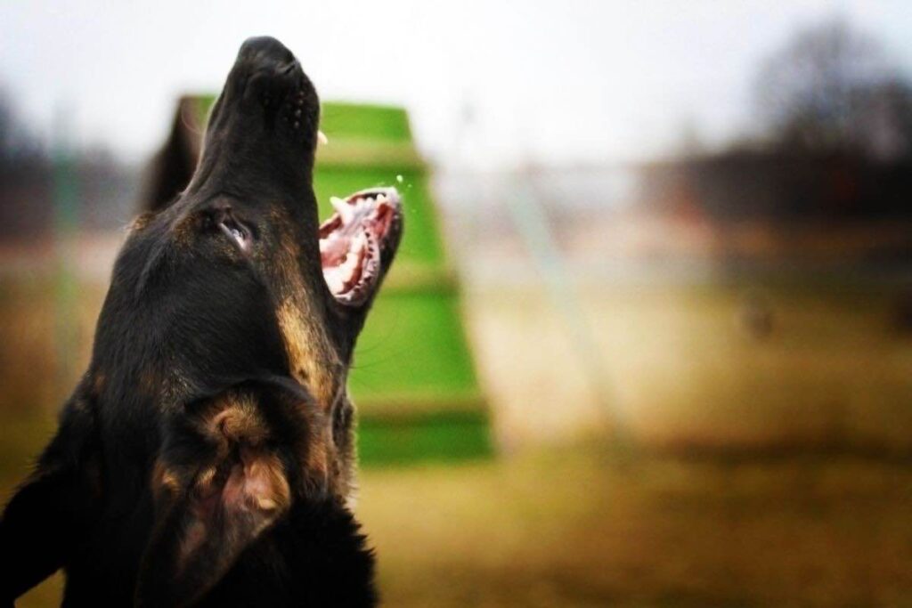 perché i cani abbaiano