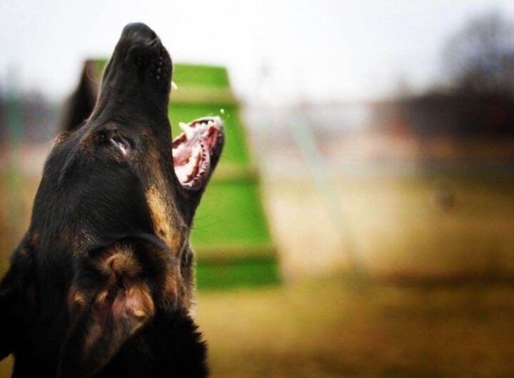 perché i cani abbaiano