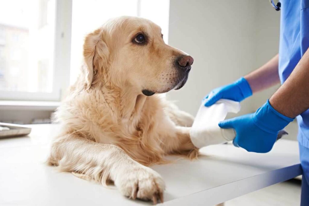 Quali malattie può trasmettere il cane?