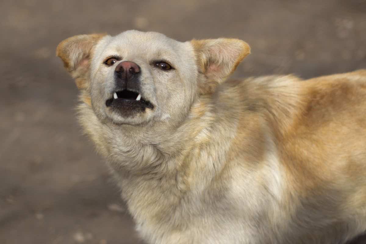 perché i cani abbaiano